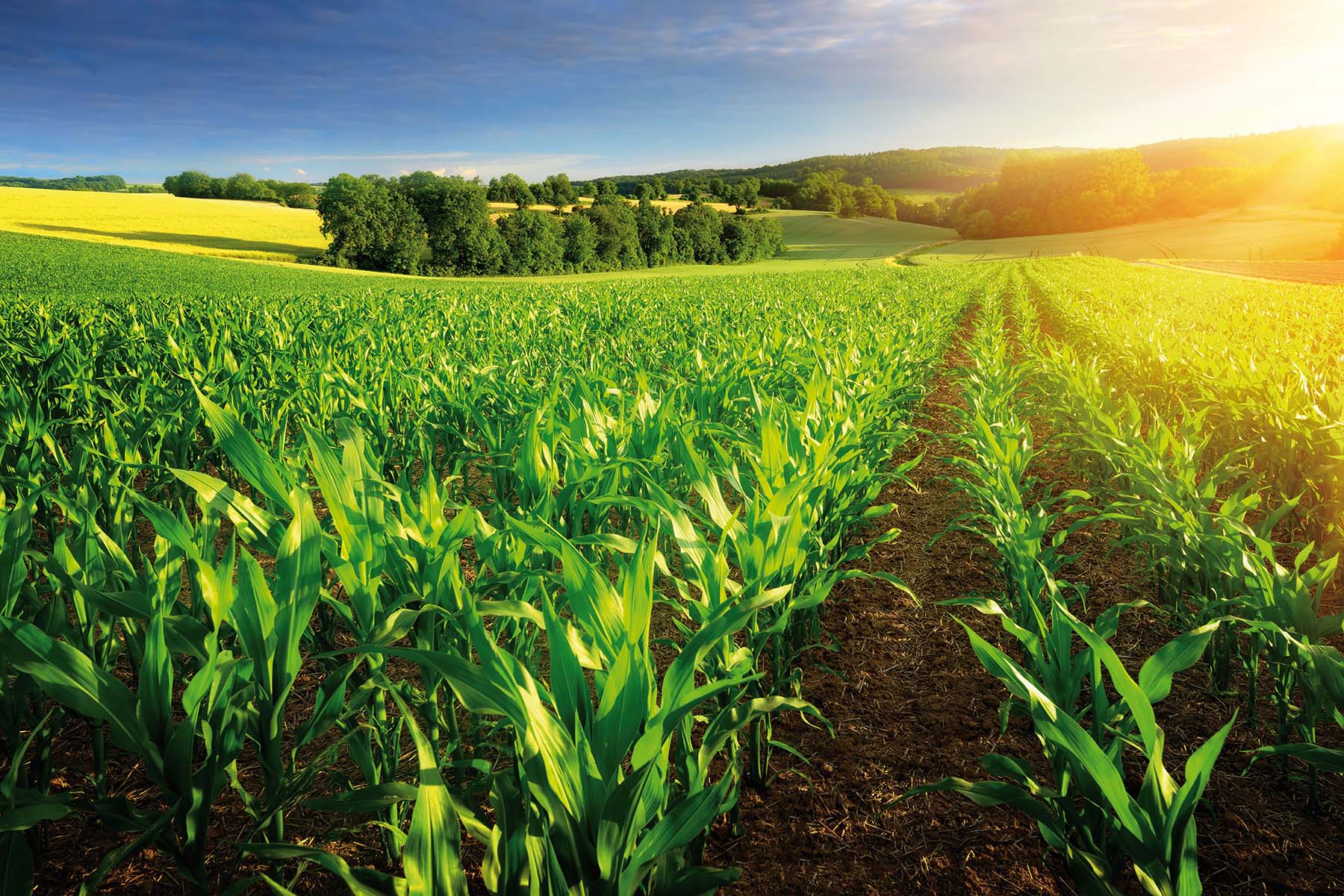 Landschaft mit einem Feld